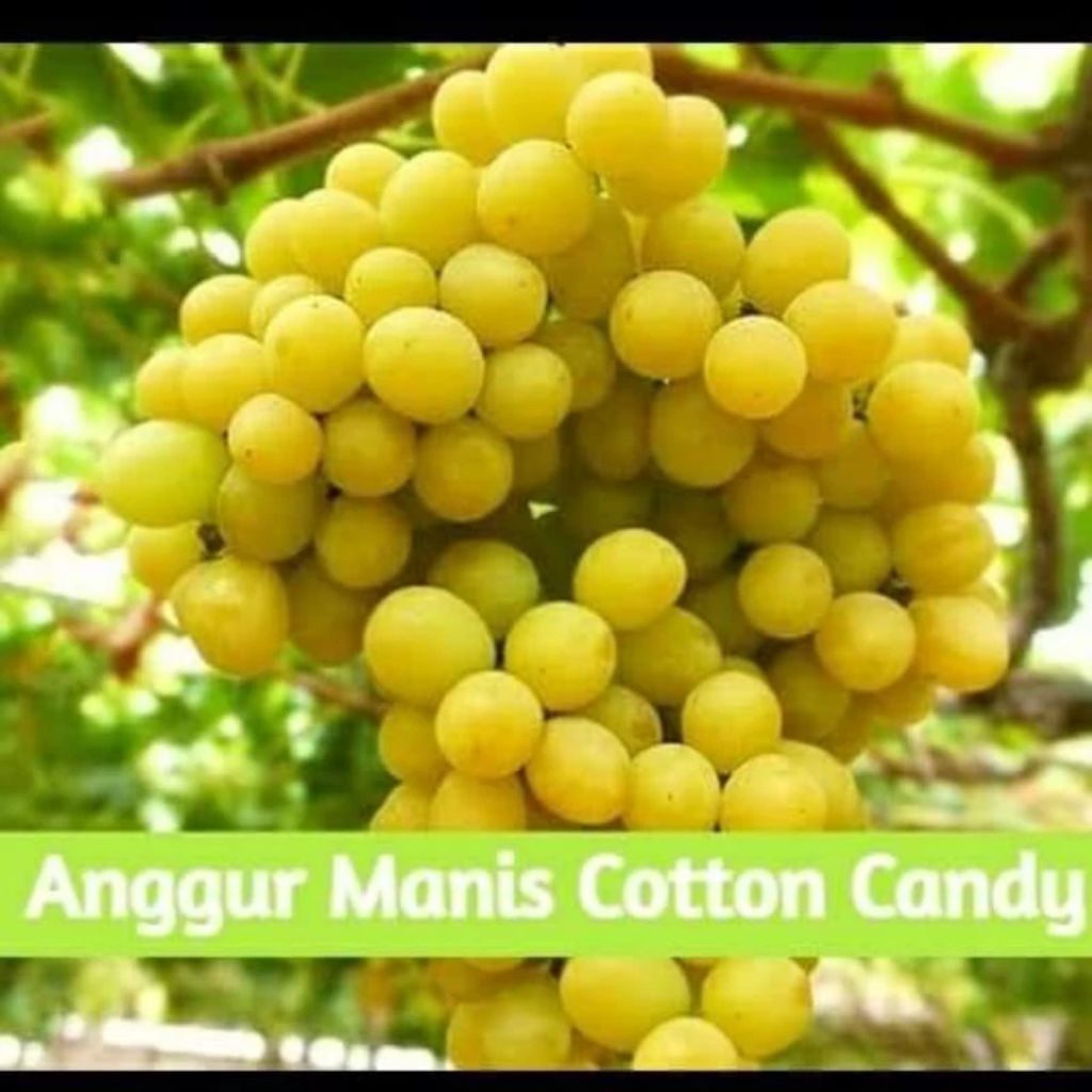 Bibit Anggur import Cotton Candy valid
