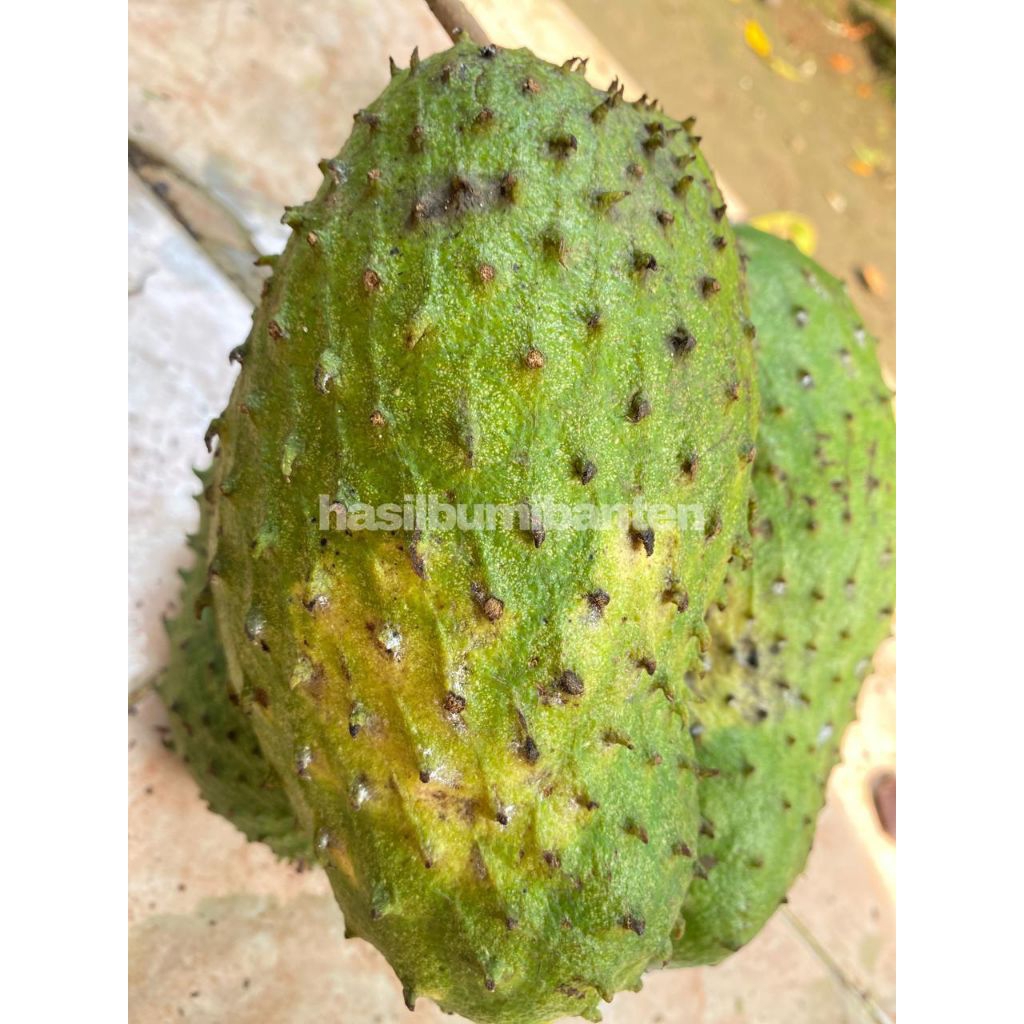 

SIRSAK 1 BUAH BERAT 1KG FRESH