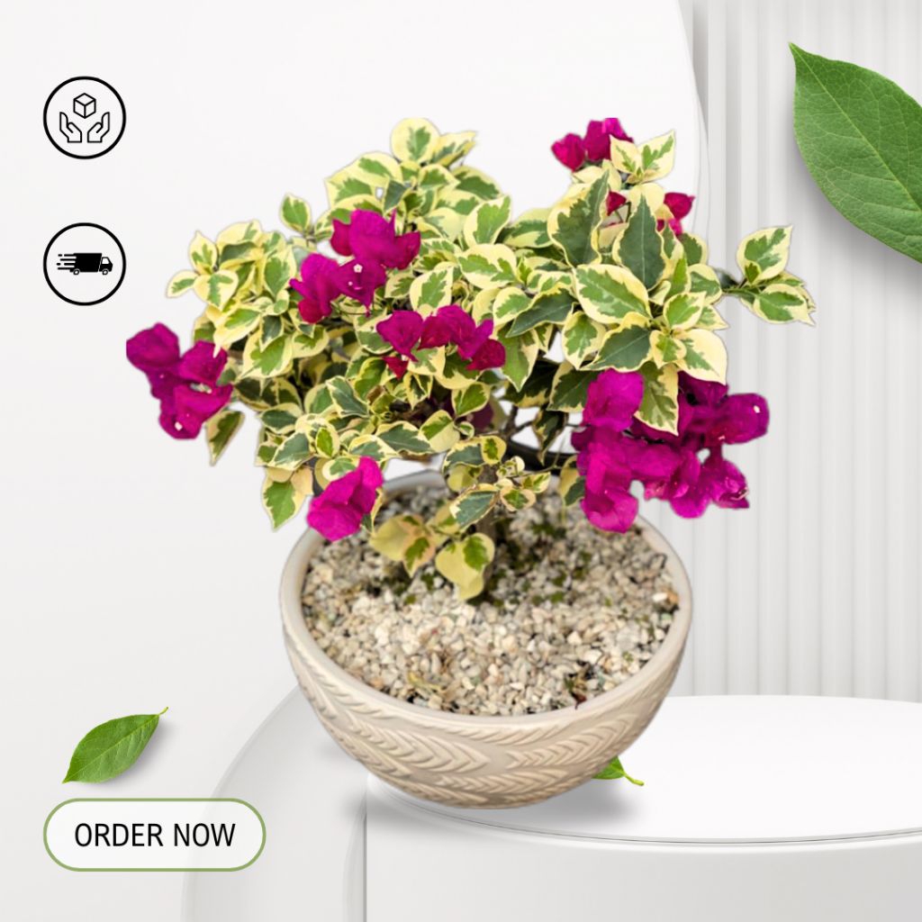 Bougenville variegata / tanaman hias bunga bougenville variegata