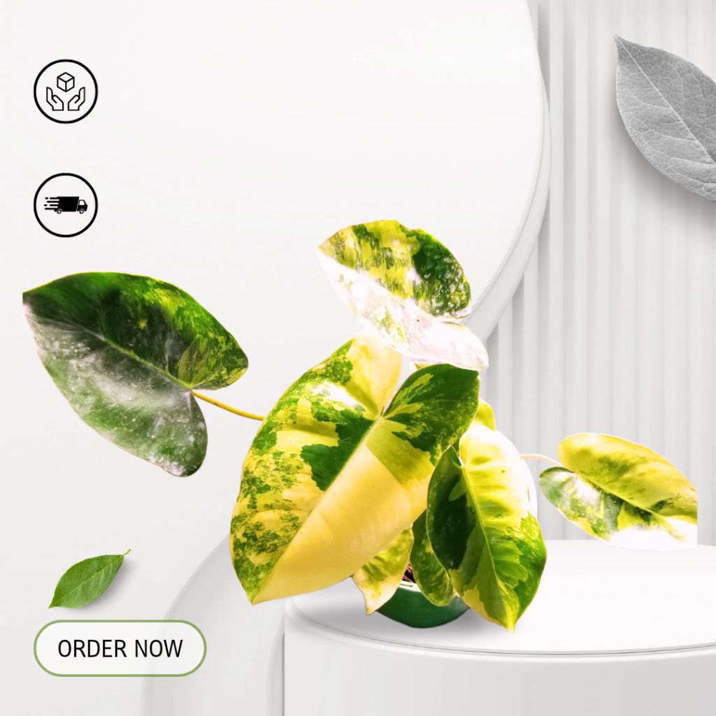 Philodendron burlemarx variegata / Tanaman philodendron burlemarx variegata