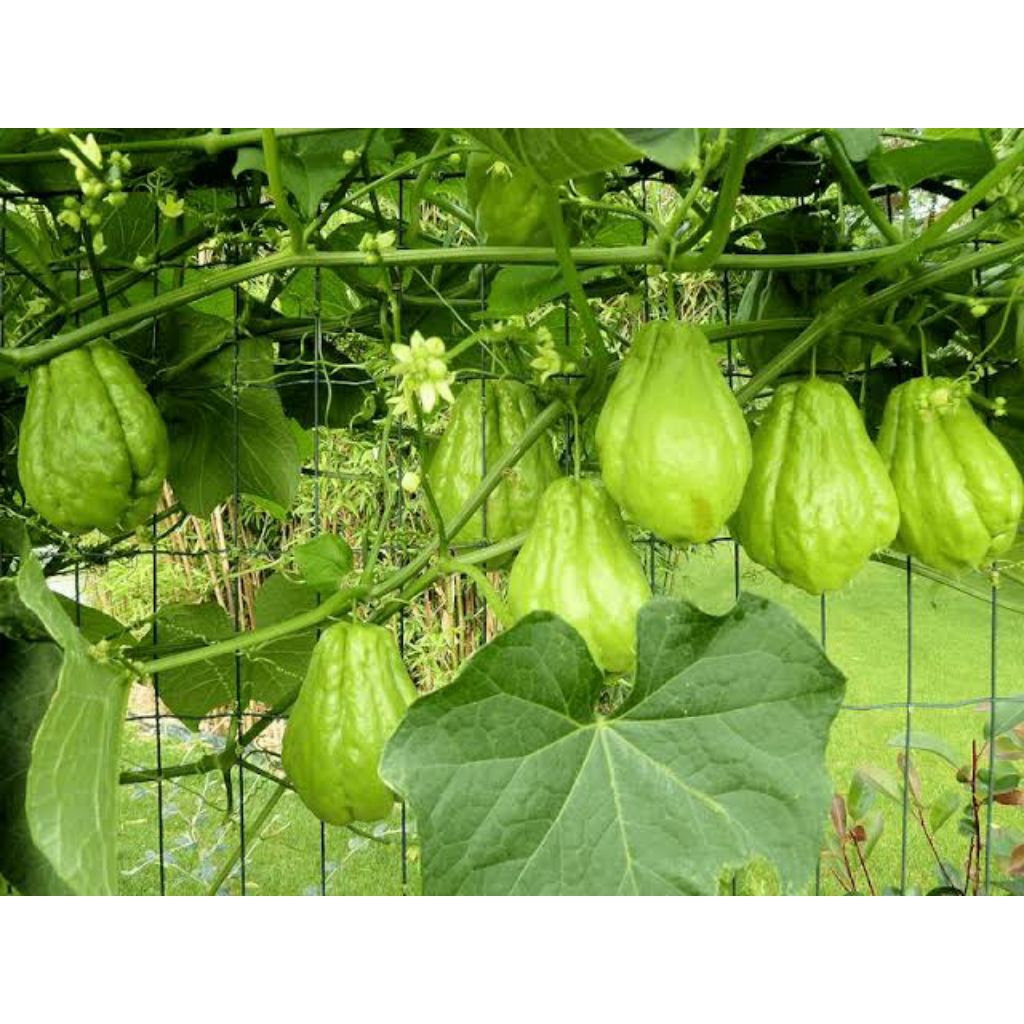 

labu Siam acar/waluhh ukuran sedang 1kg isi 2 -3