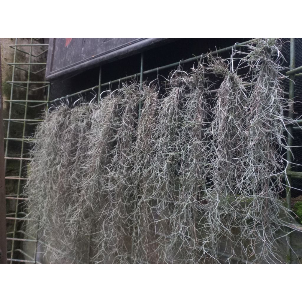 Tanaman Hias Rambat Janggut Dewa / Janggut musa / Janggot Dewa/Musa