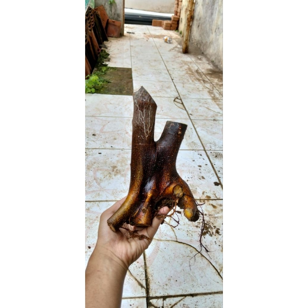 BONSAI AMPELAS HITAM LANGKA DAN UNIK