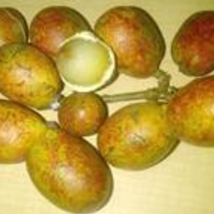 Bibit Tanaman Buah Matoa Kuning