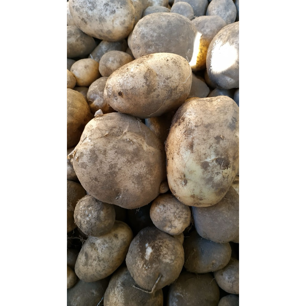 

Kentang besar A/B 1kg