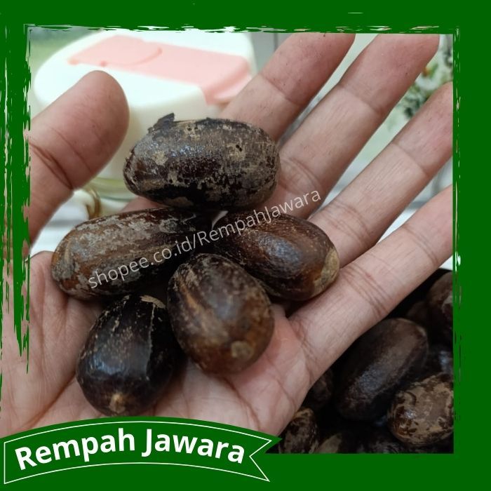 

Biji pala lonjong sudah tua kocak Kualitas Export