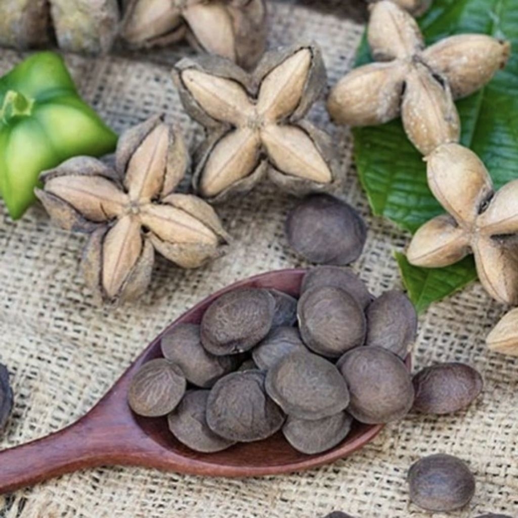 Benih Kacang Sacha Inchi/Kacang Bintang