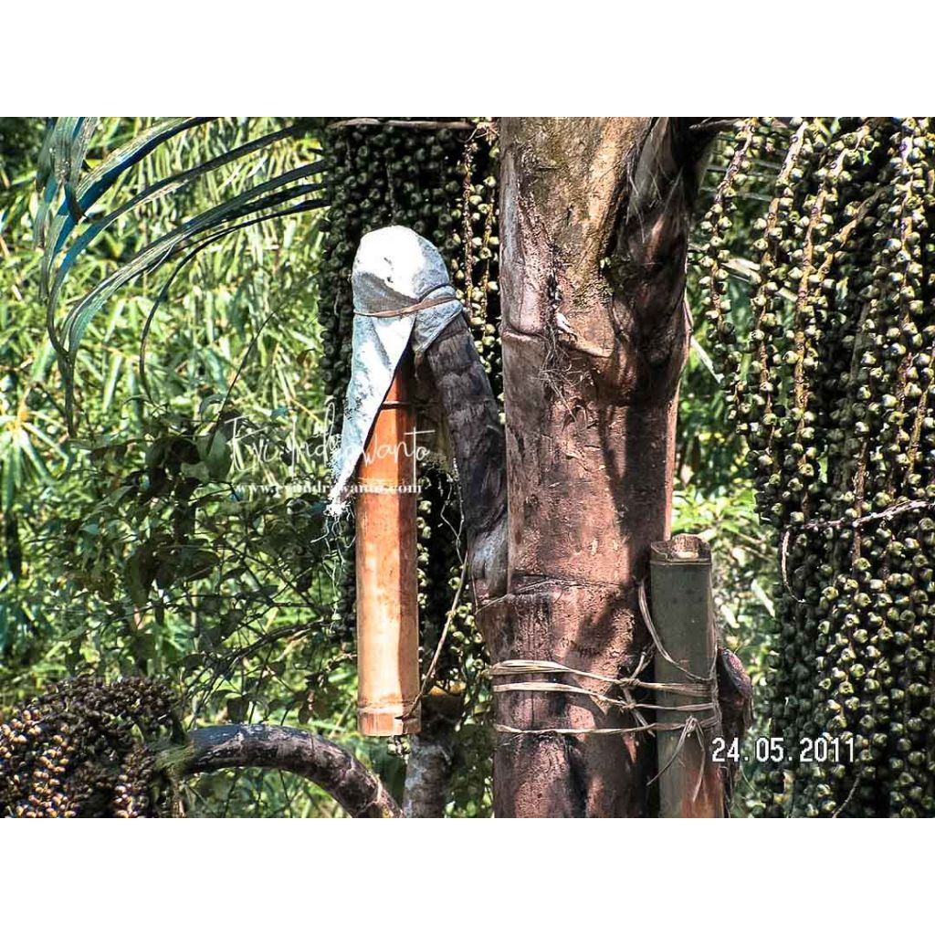 

Grosir air nira/aren 5 Liter KEMASAN jerigen isi 5 liter