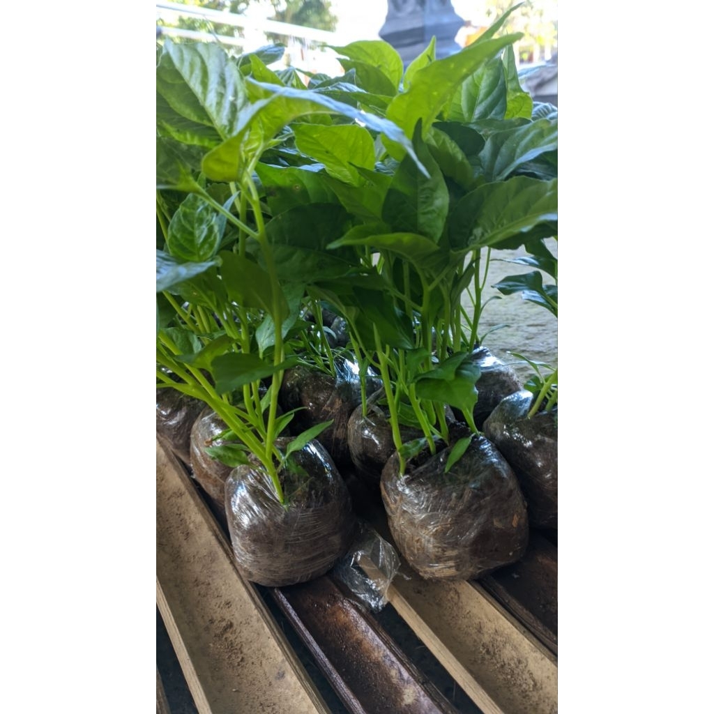 

husnafreshgarden 20 Paket Cabai Rawit Hijau