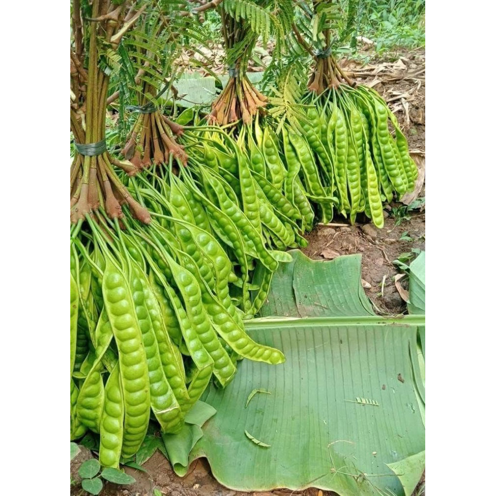 

Pete Petai Tua Super Grade A isi 5 Papan Fresh & Segar