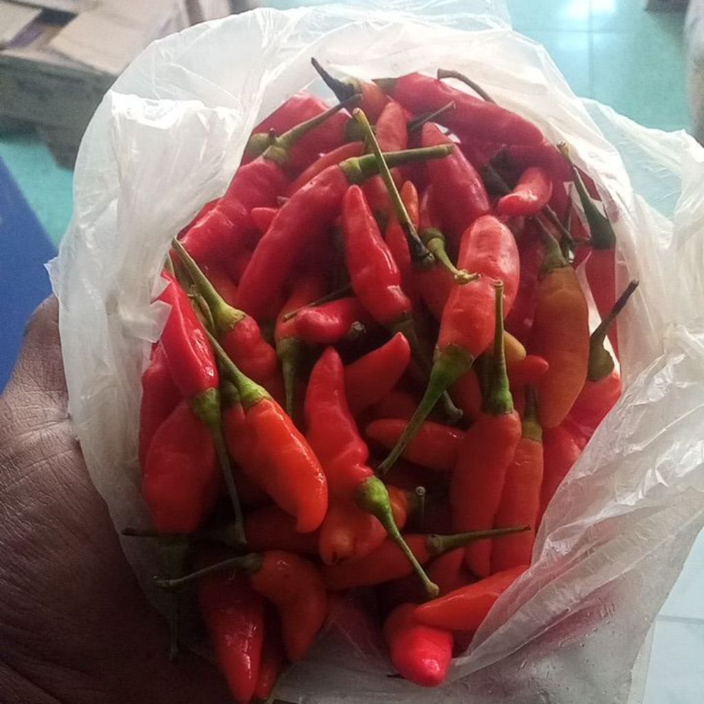 

CABE ORI 212 FRESS DARI KEBUN SENDIRI