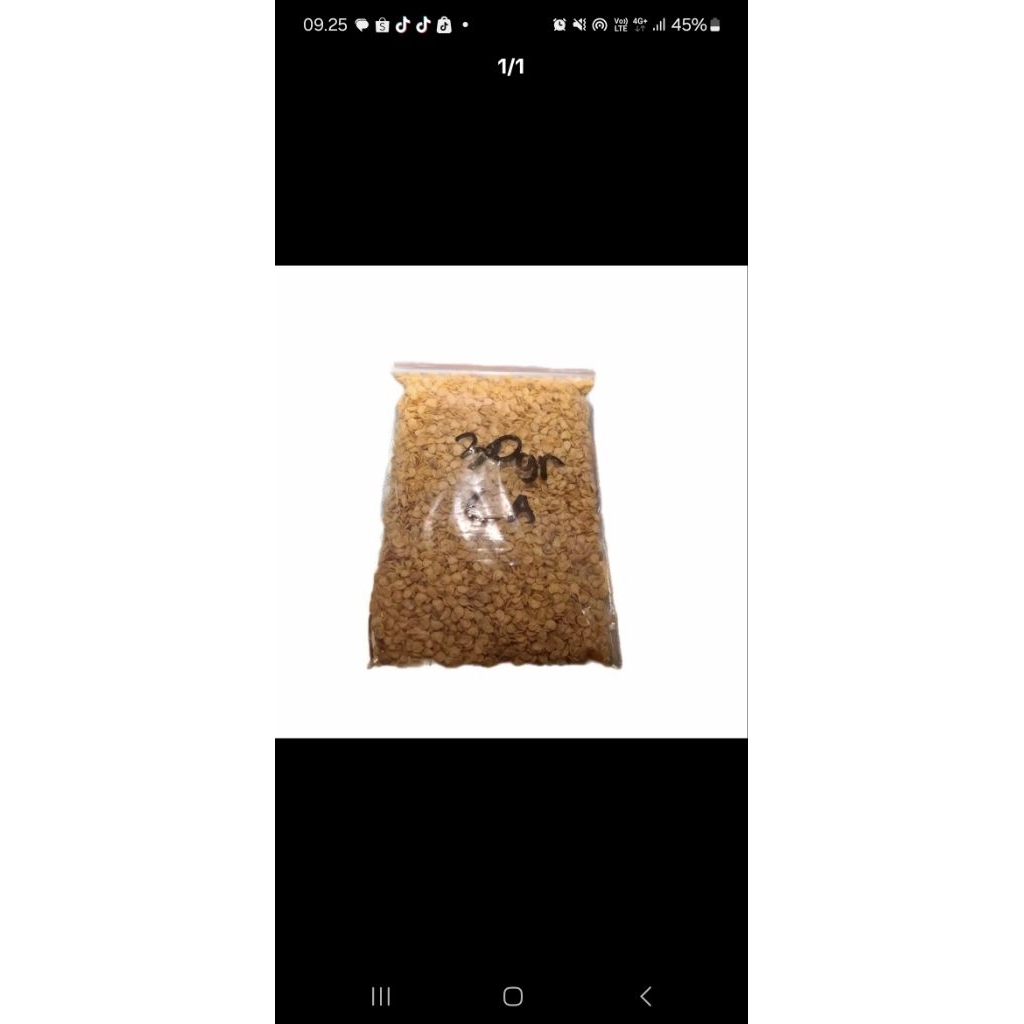 

Cabai Lokal Caplak Sulawesi - Buah Merah Cerah dengan Kulit Tebal