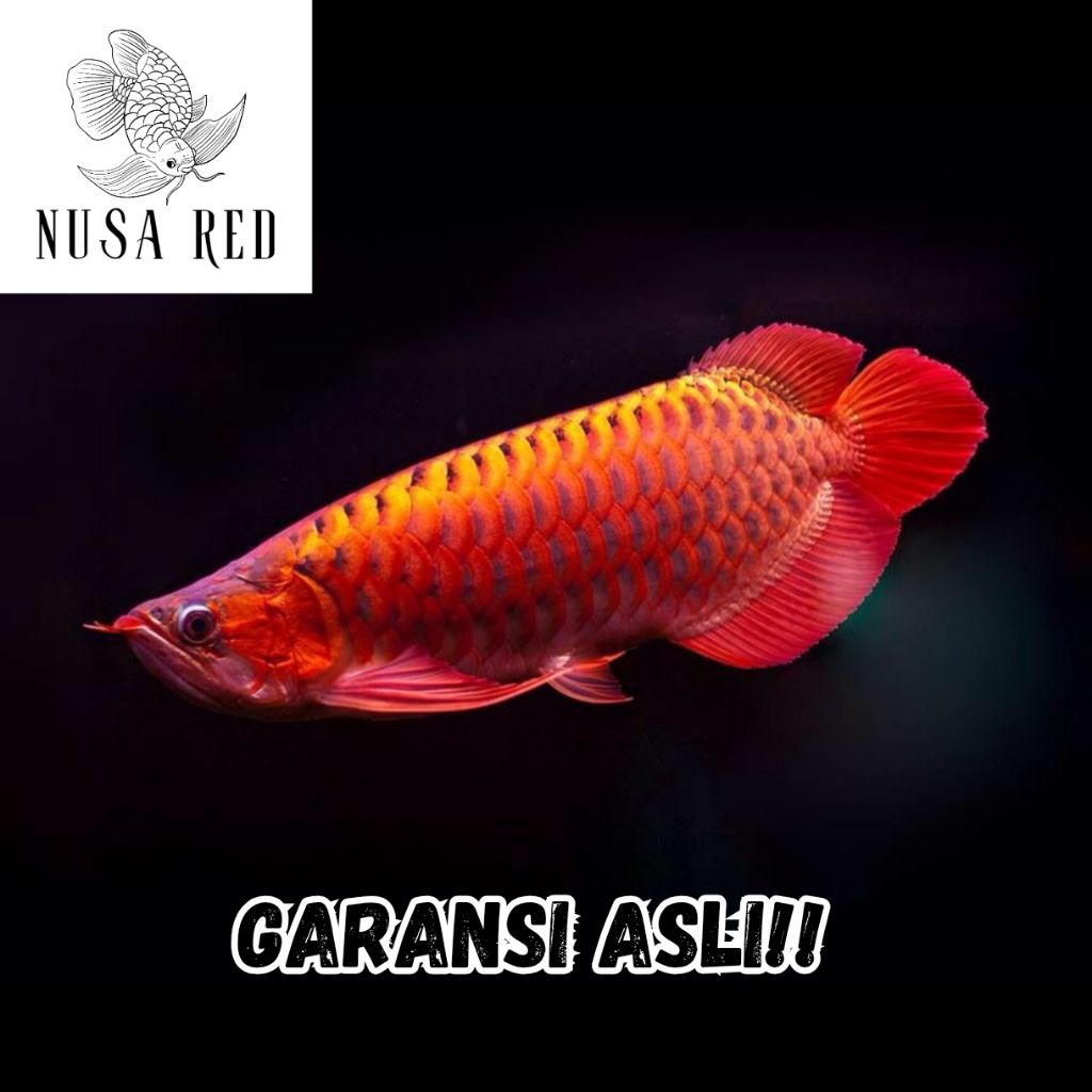 Arwana Super Red Grade A+ Original 100% Lengkap Serti
