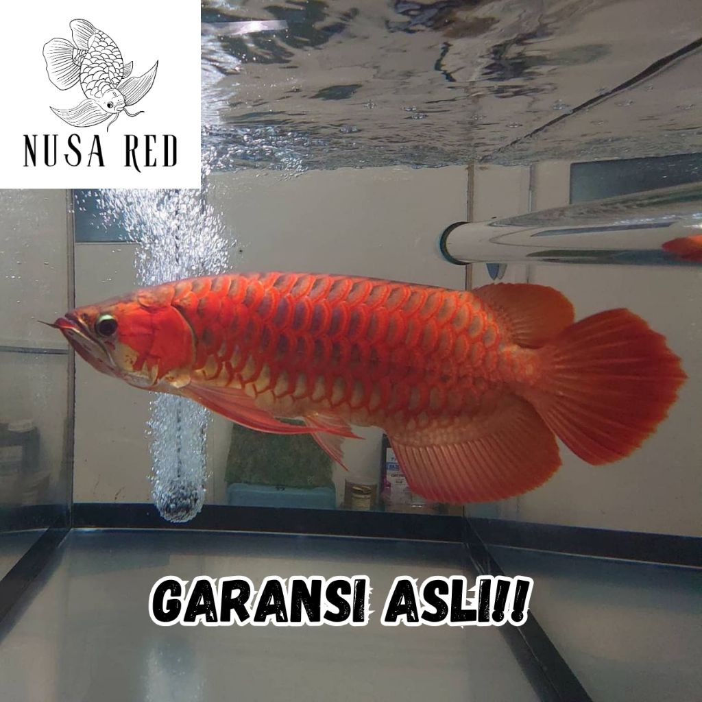 Arwana Super Red Jumbo Merah Kontes