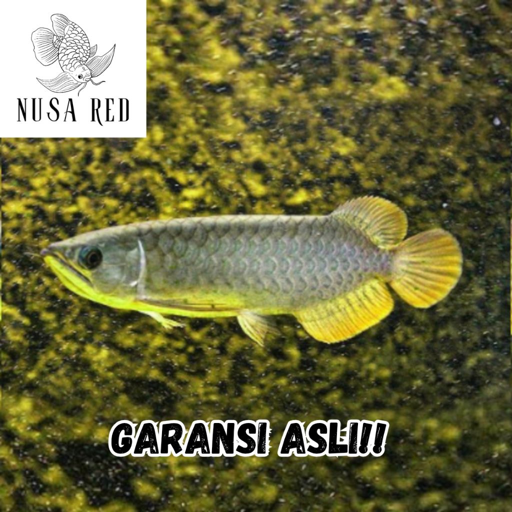 Arwana Banjar Red Grade A Lengkap Serti