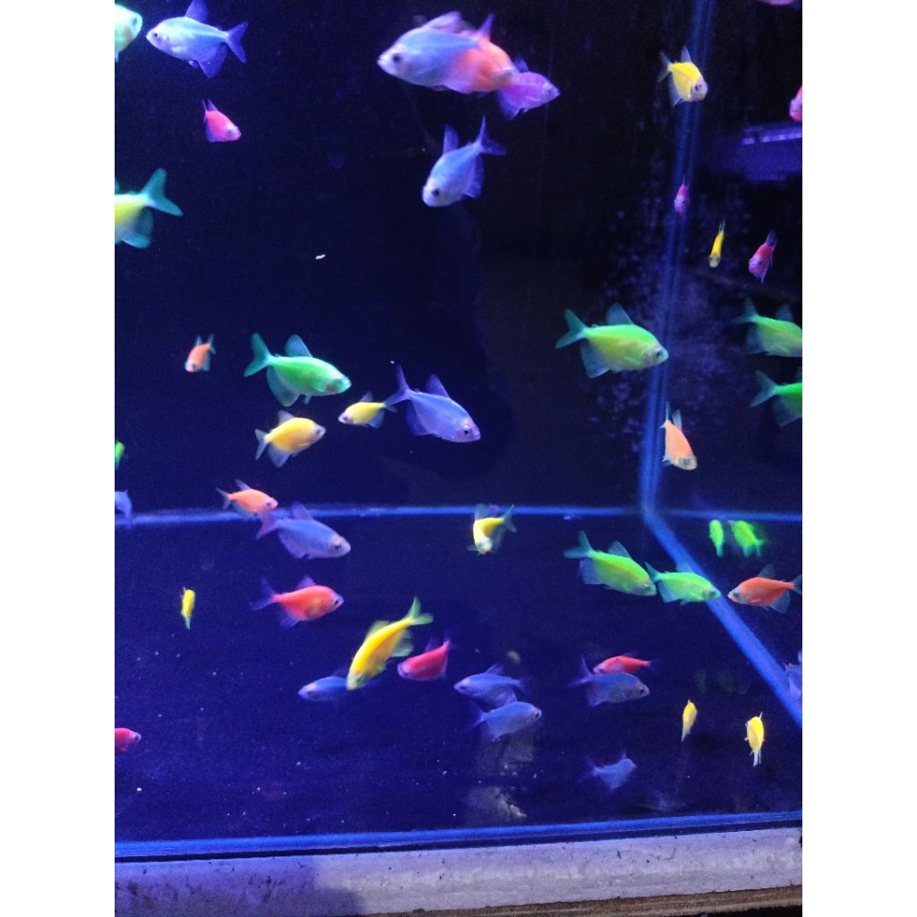 

Gambar paket 20 glofish warna warni