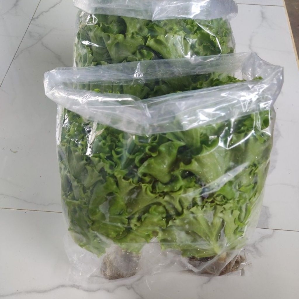 

selada hydroponik fres