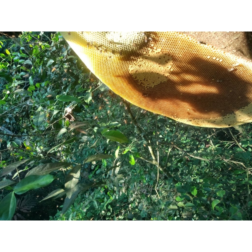 madu hutan asli lebah apis dorsata