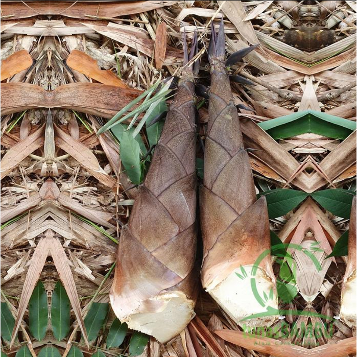 

Rebung bambu sayur Bamboo Shoot hasil kebun