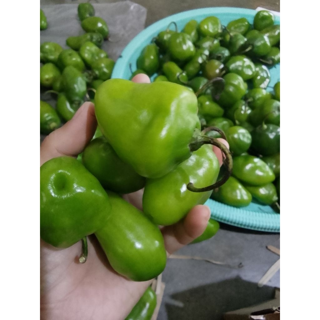 

Cabe bendot / gendot fresh 110gr