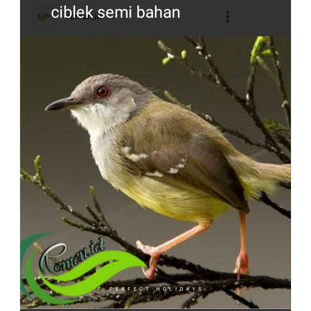 ciblek semi bahan pilihan