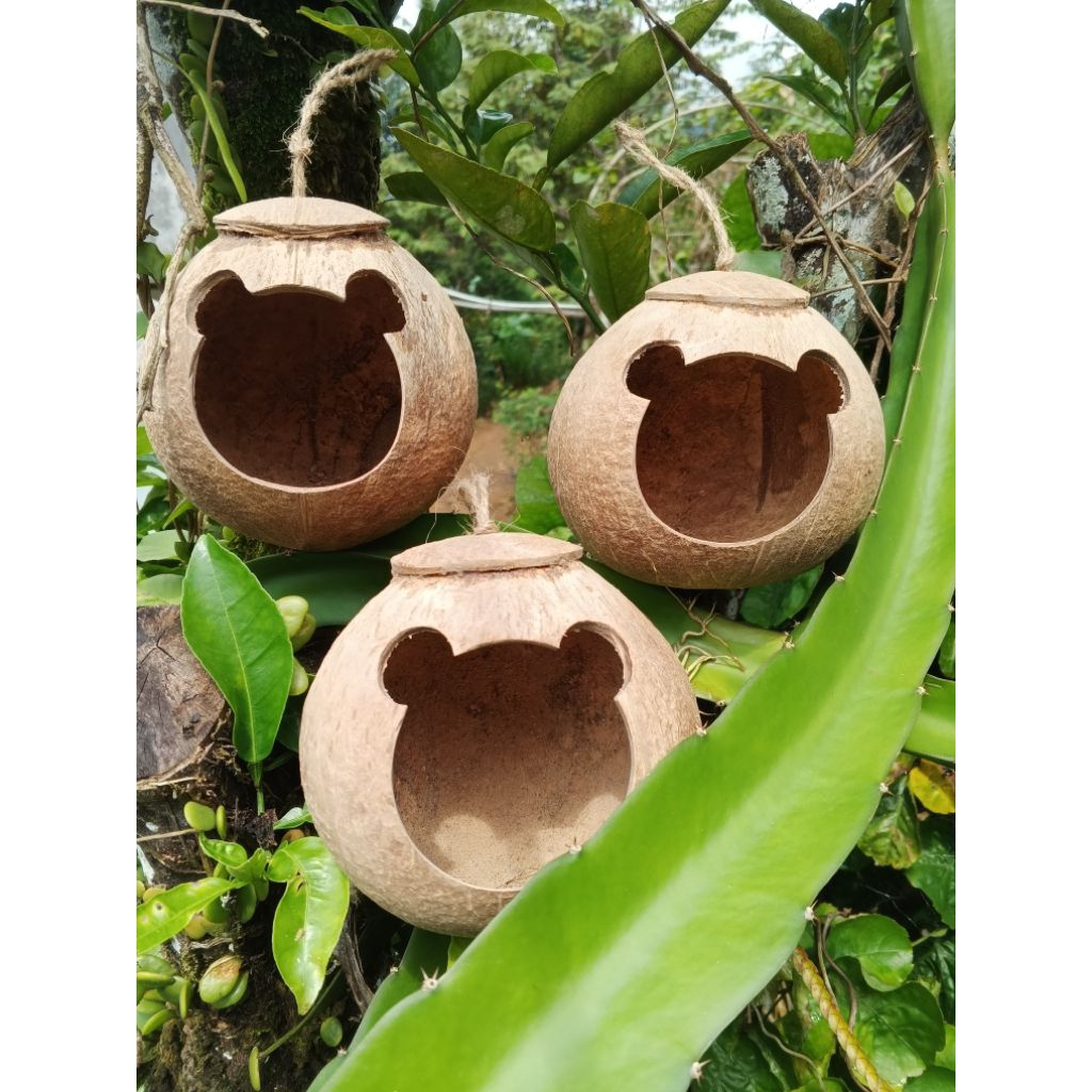 Glodok tempurung kelapa unik murah tempat sarang Lovebird 3pcs