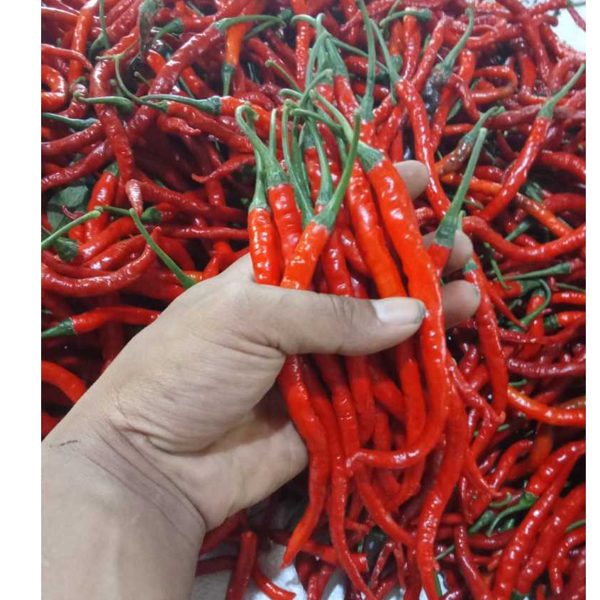 

cabe merah keriting/CMK (500gr dan 1000gr)asli fress dan segar segi kualitas premium
