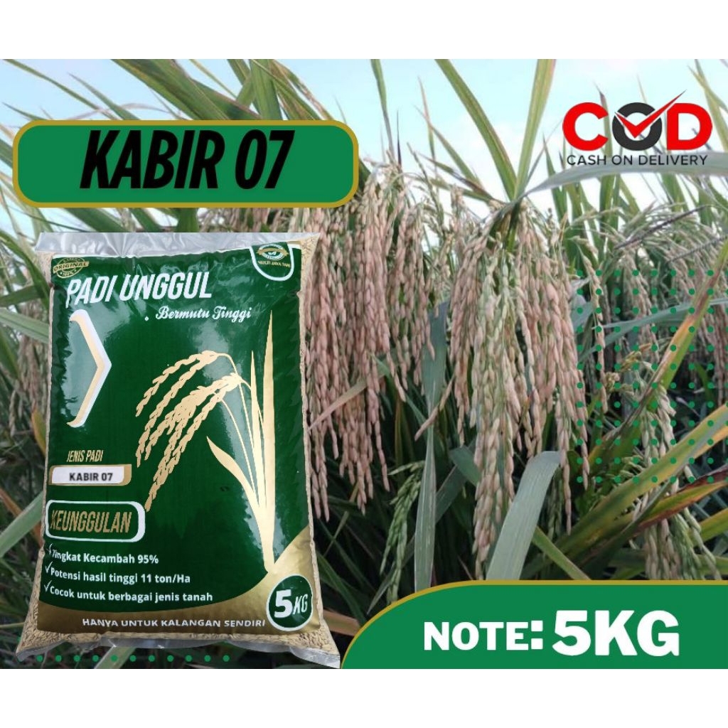 BENIH PADI KABIR 07 KEMASAN 5KG