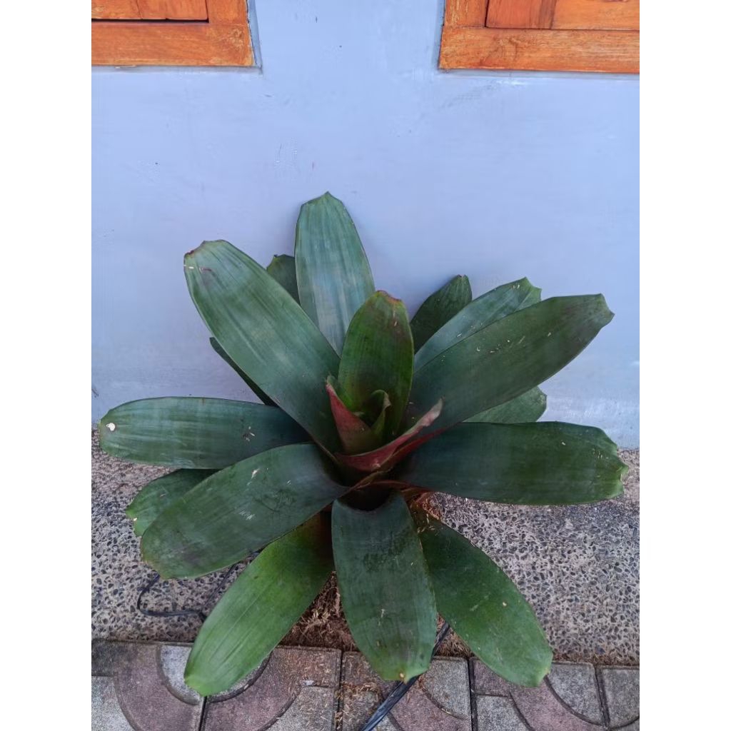 Tanaman Hias Bromolia Giant Merah Jumbo | Bromelia Giant Merah Jumbo | Bromelia Hias