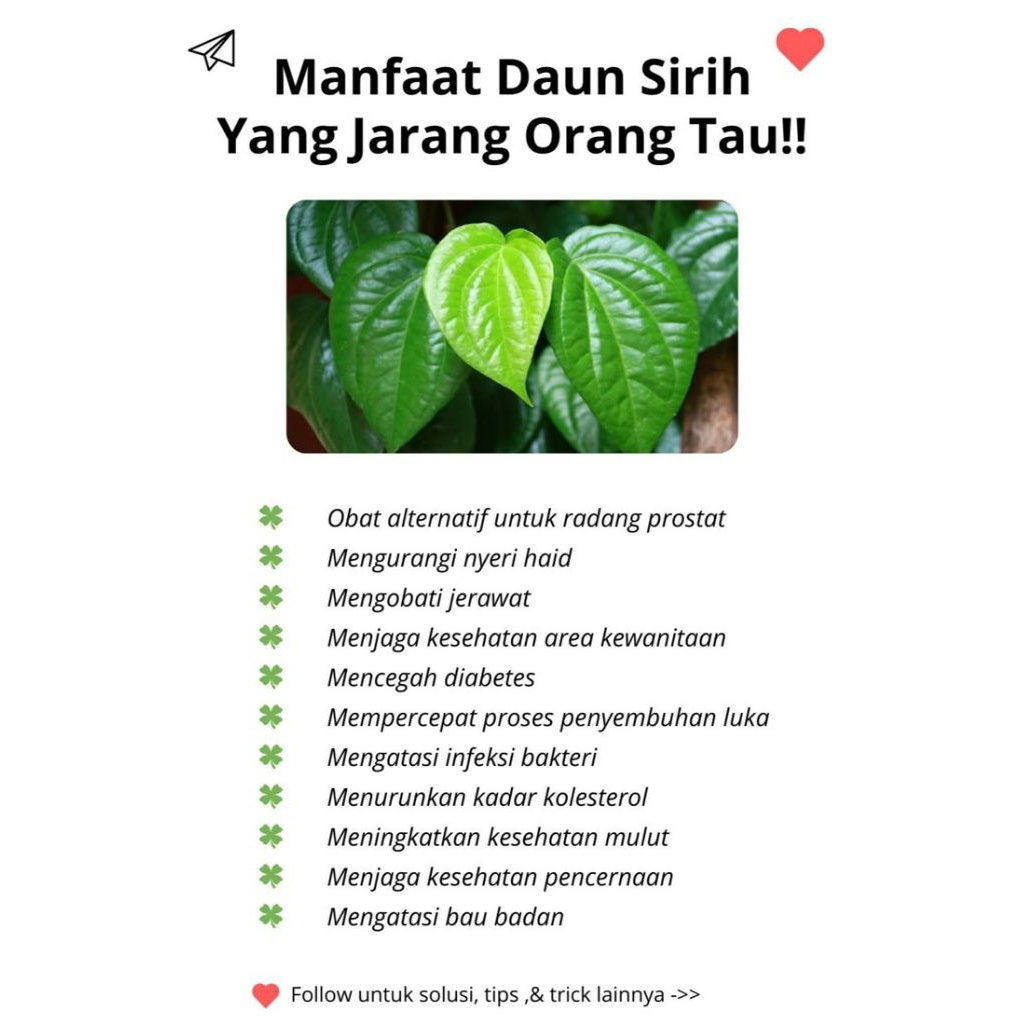 

daun sirih segar 15 lembar |daun sirih untuk jamu herbal