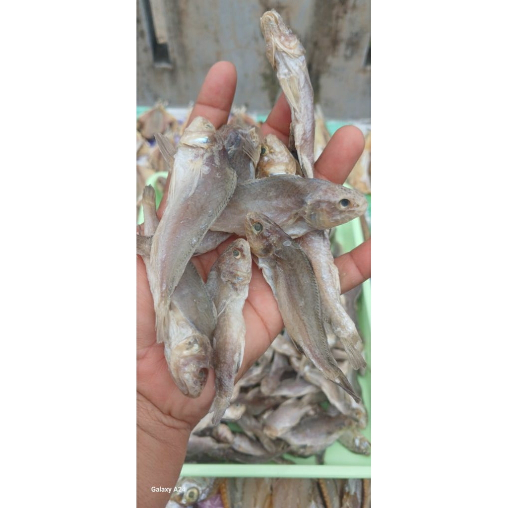 

Ikan Asin Kepala Batu