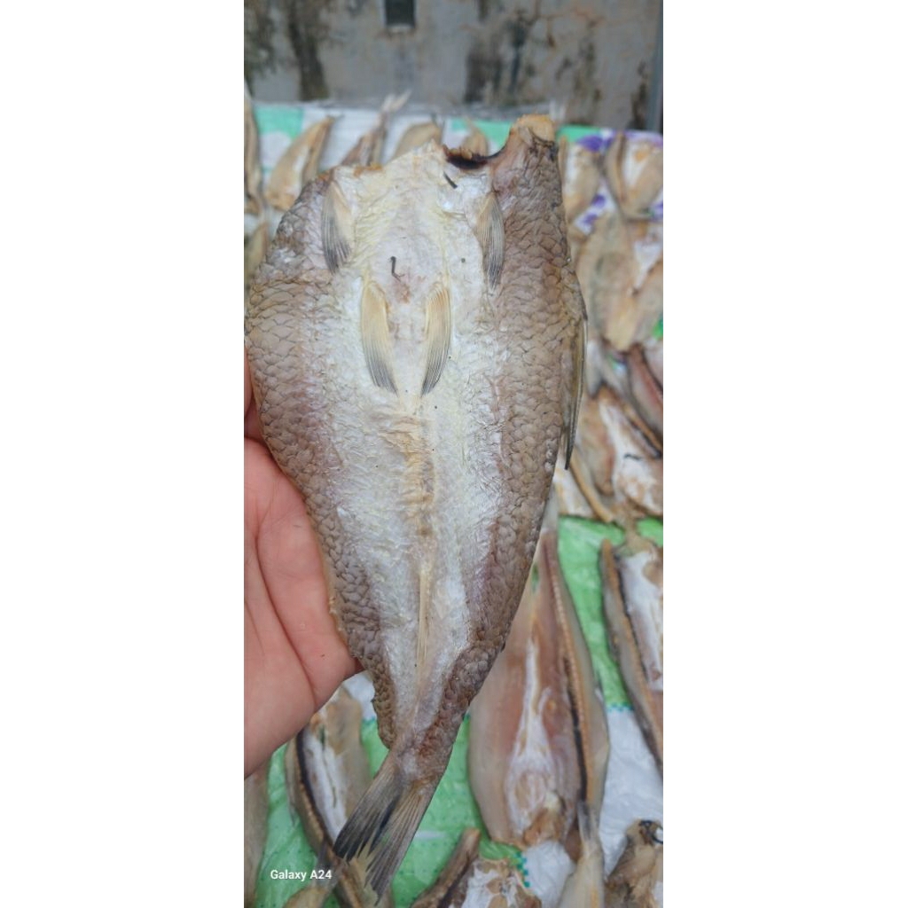 

Ikan Asin Palu Palu