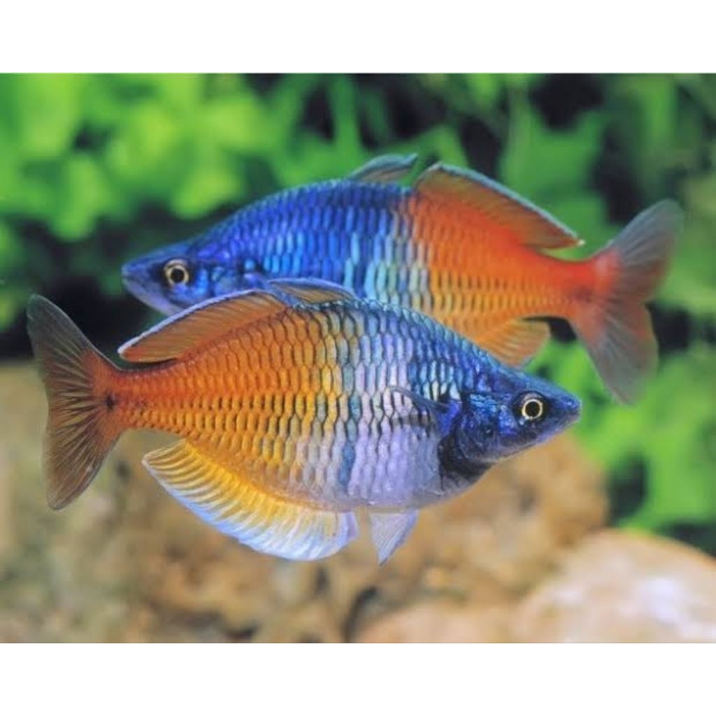 

Extra Packing Styrofoam Kardus | Rainbow Boesemani 2-3cm | Kamaquatic