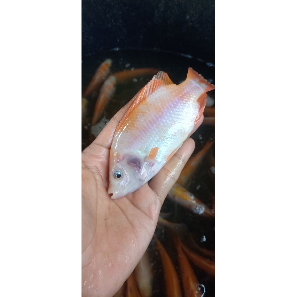 Bibit Nila Merah Bangkok Monosex 3 Jari Paket 100 Ekor