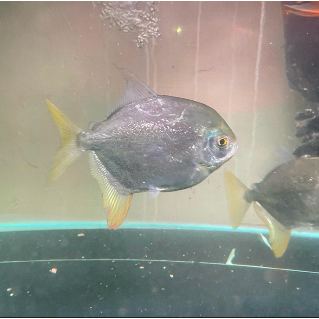 hiasan akuarium ikan bawal hias myloplus torquatus (pacu branco)