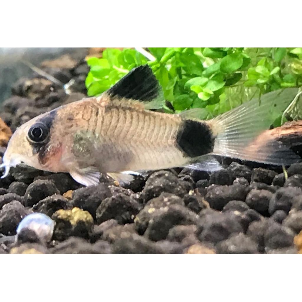 Corydoras panda