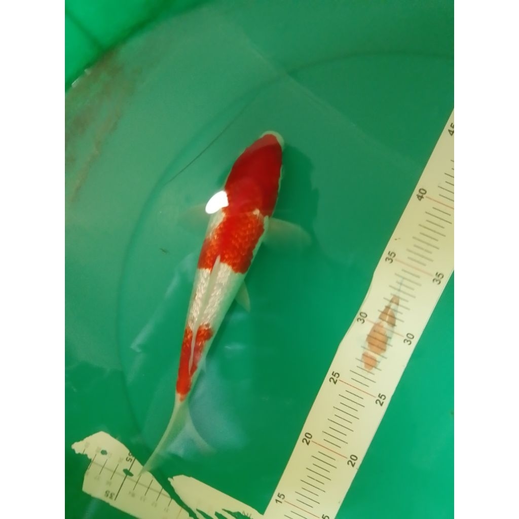 Ikan koi jenis Kohaku Ginrin 28cm warna merah