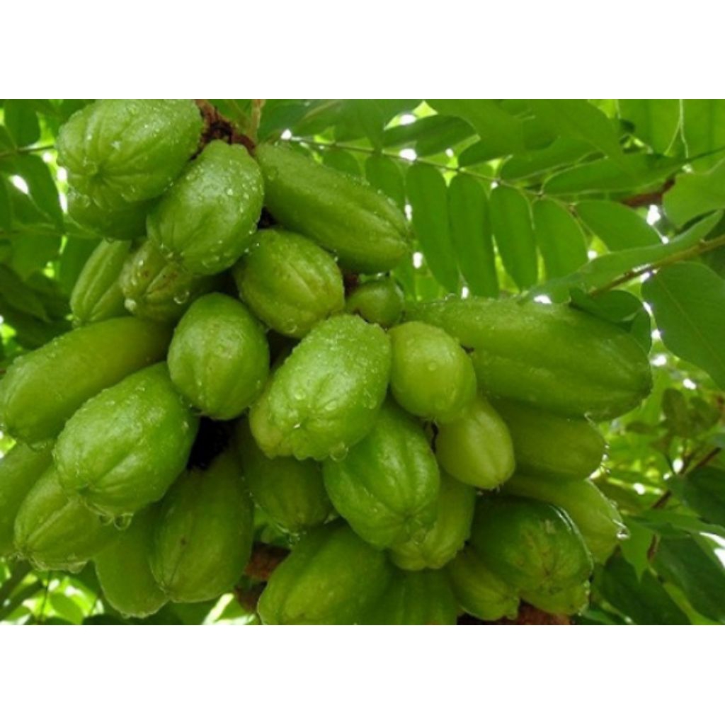 

buah belimbing wuluh segar baru petik isi 300 g