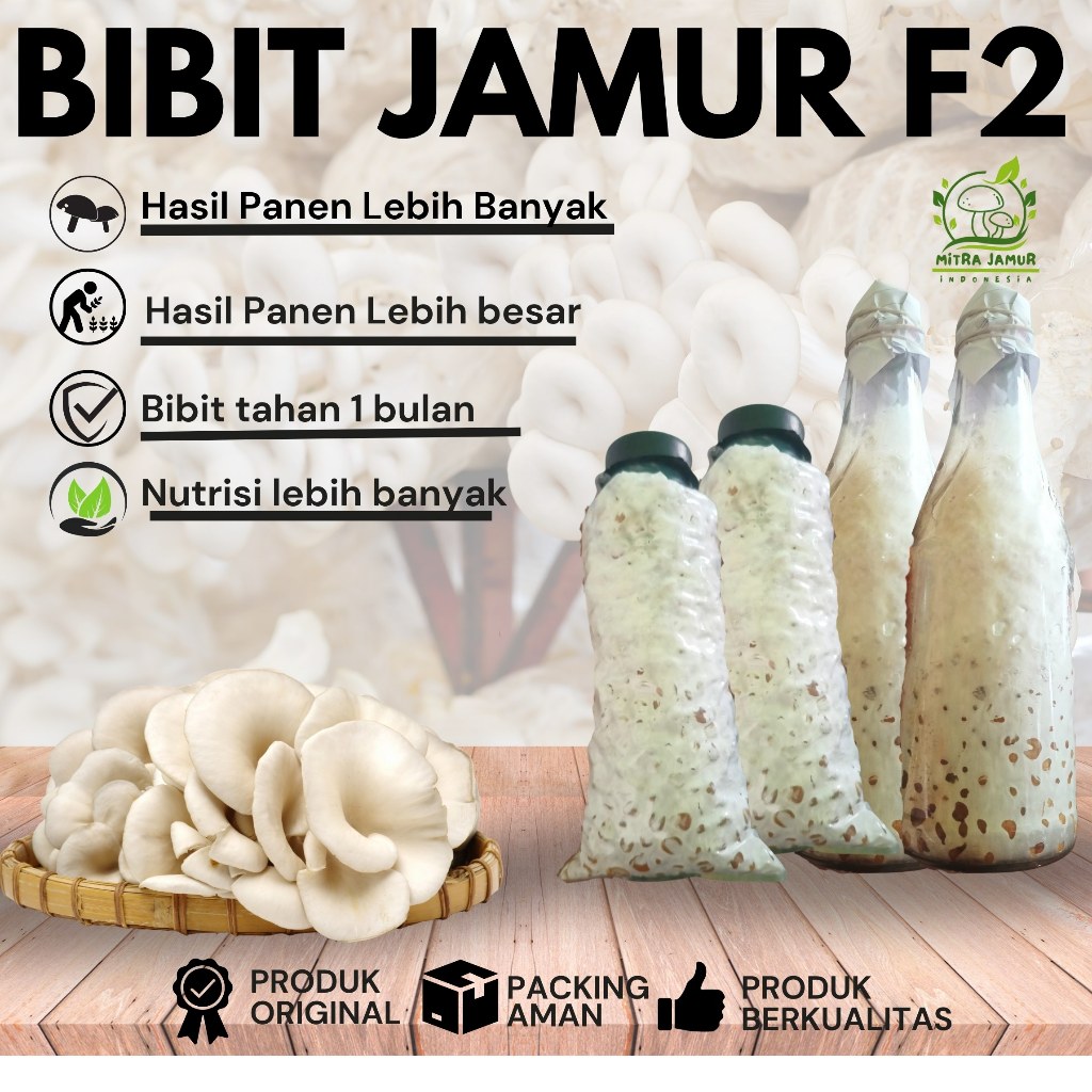 Bibit jamur tiram F2 premium /asli bukan turunan F 3