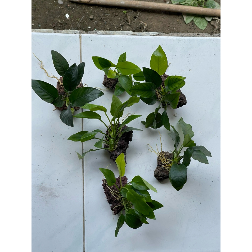 anubias nana size M