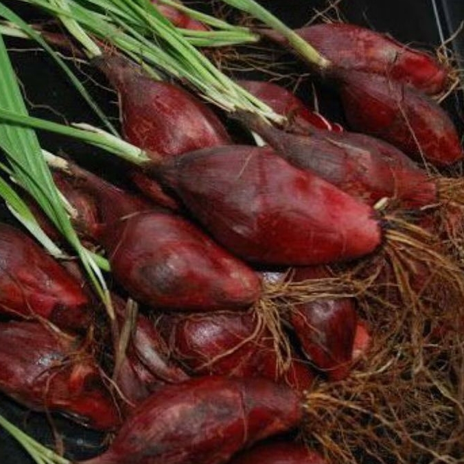 

bawang Dayak/ bawang hutan 100 gram murah