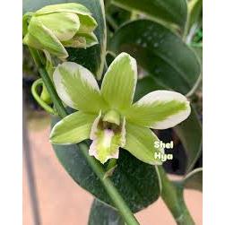 ANGGREK ASTUTI [BGV] | Dendrobium Burana Green Varigata - Medium Plant | Kelopak Medium Hijau Putih