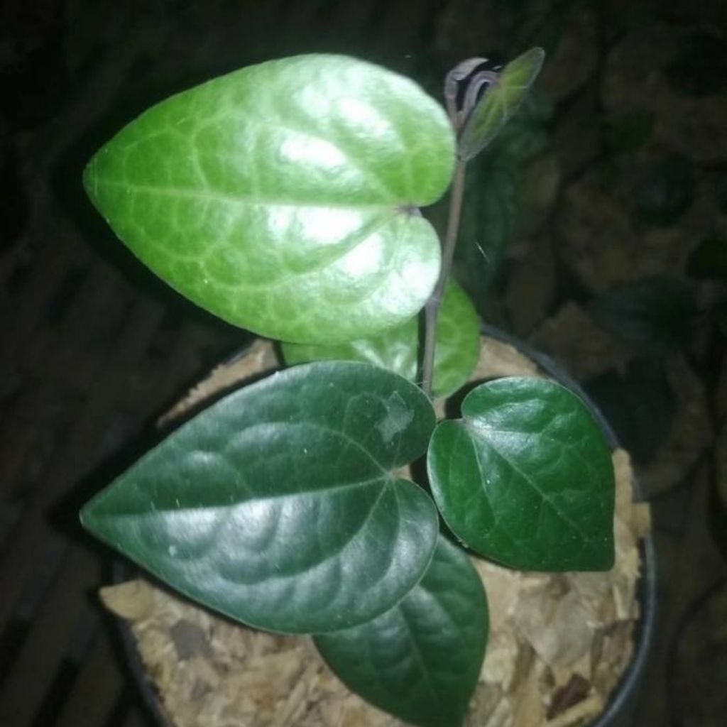 Tanaman Daun Sirih Hitam Sirih Wulung
