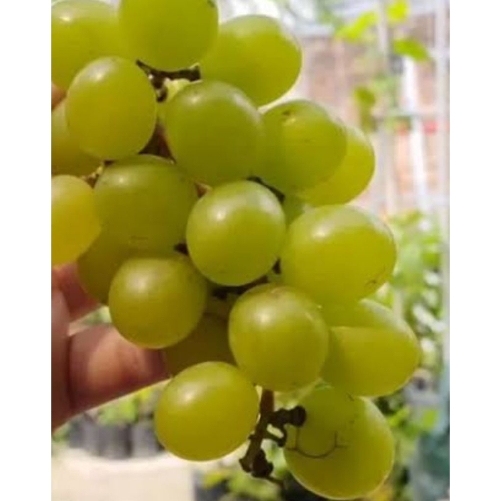 bibit anggur import tamaki