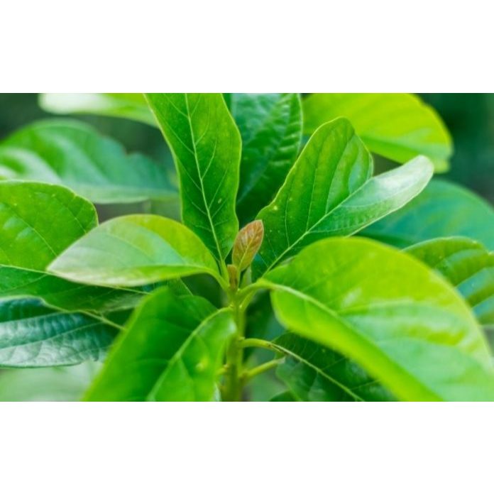 

DAUN ALPUKAT SEGAR 100 LEMBAR FRESH