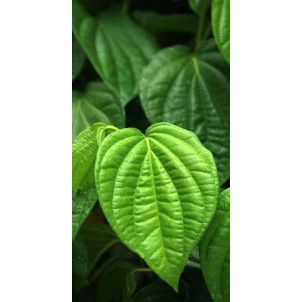 

DAUN SIRIH SEGAR 100 LEMBAR PETIK LANGSUNG