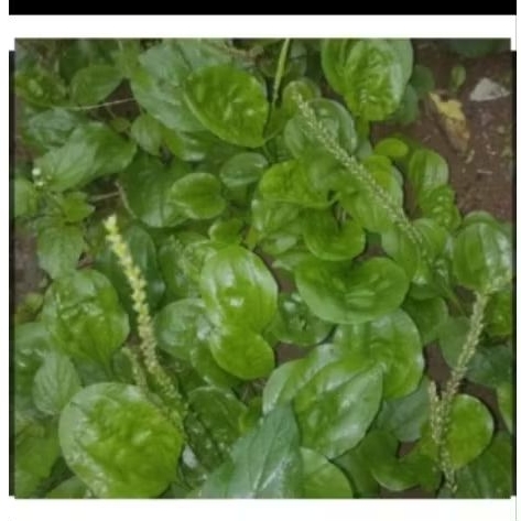 

Kiurat,Ki sendok segar,200 gram