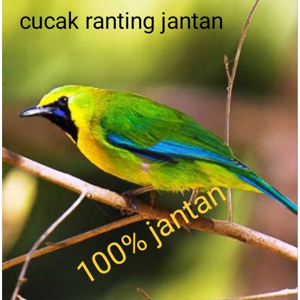 cucak ranting sepasang