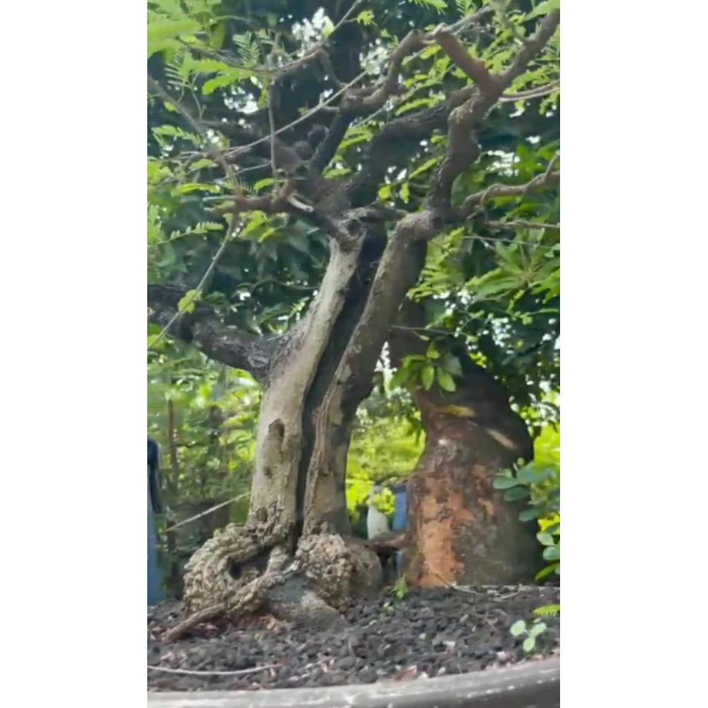 Bonsai Asem Jawa