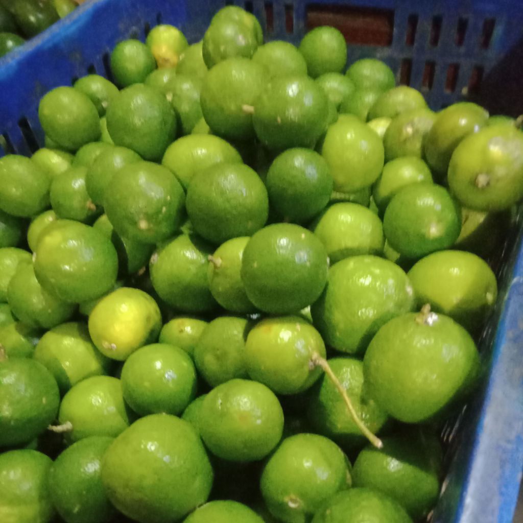 buah jeruk nipis jeruk pecel 1kg